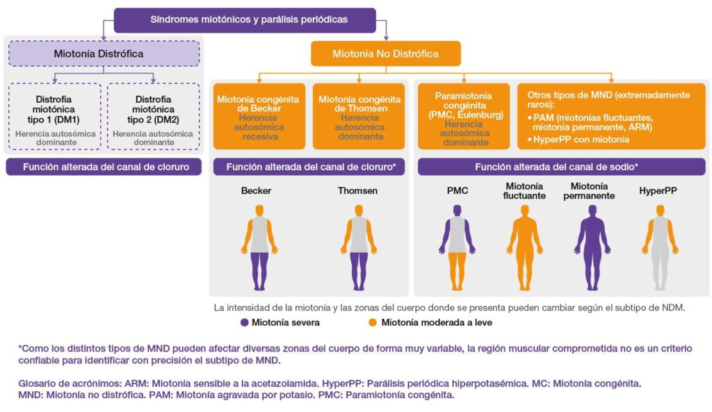 Imagen que muestra un diagrama en el que se clasifican los principales subtipos.