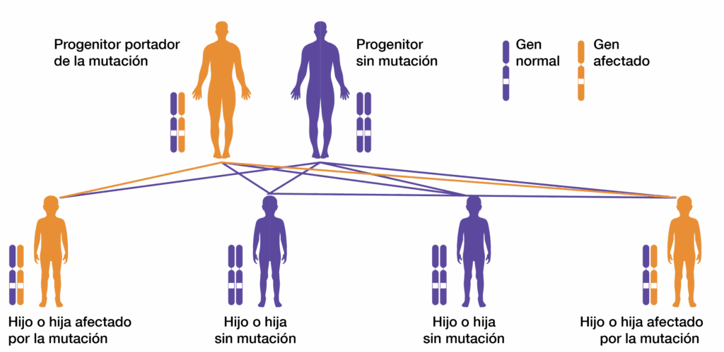 Infografía: Progenitor portador de la mutación