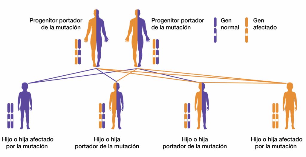 Infografía: manera autosómica recesiva
